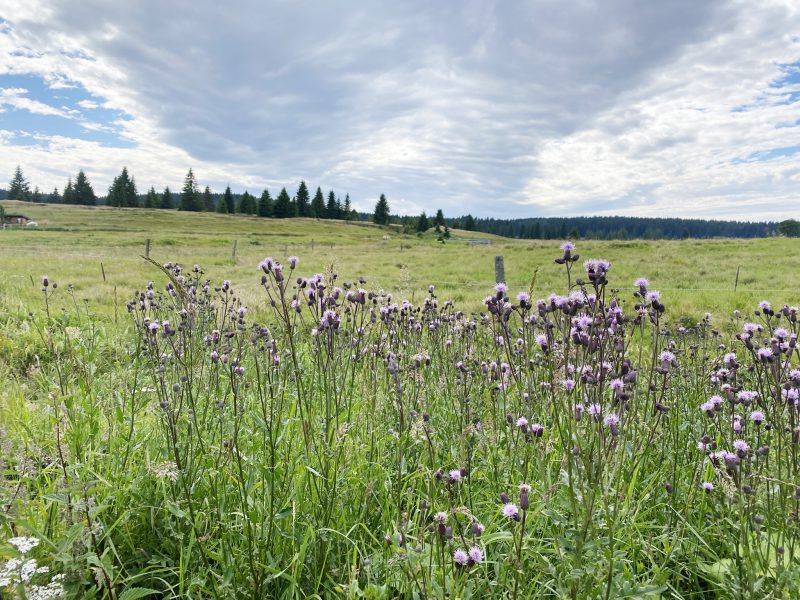 Hochmoor_Erzgebirge_Tschechien_S