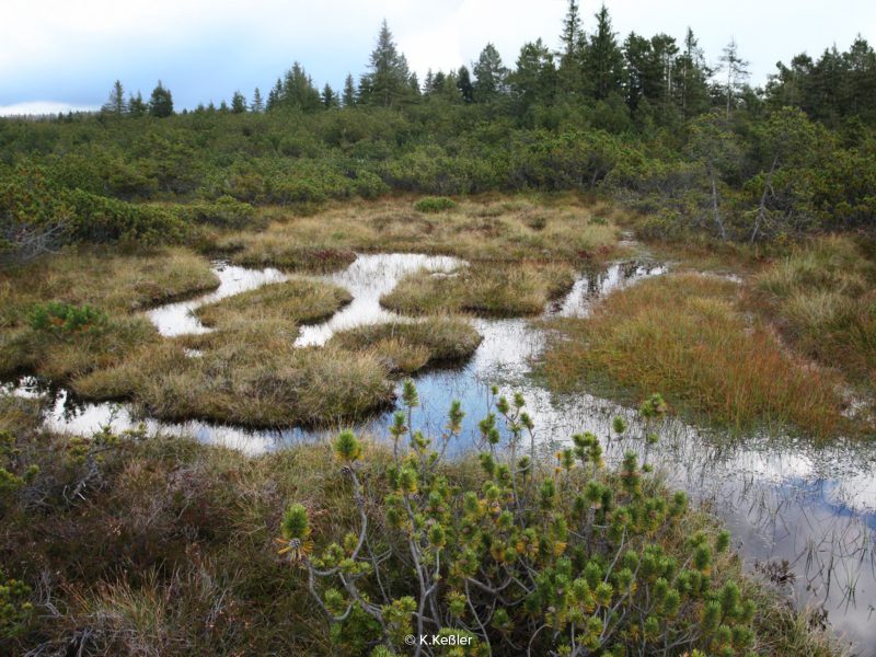 Hochmoor_Kleiner_Kranichsee_Erzgebirge